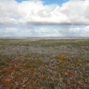 Fields of Everlastings