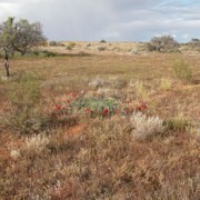 Sturts Desert Peas (2)